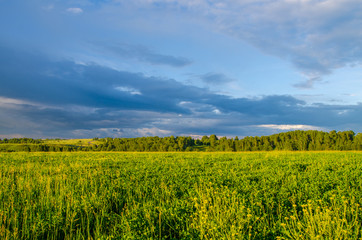 Fototapeta premium blue clouds on a green glade