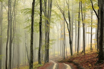 Path through the beech forest on a misty autumn weather