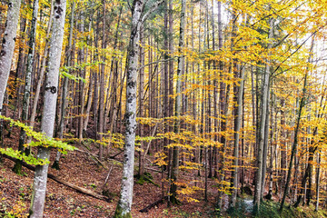 Autumn birch forest on a mountain slope