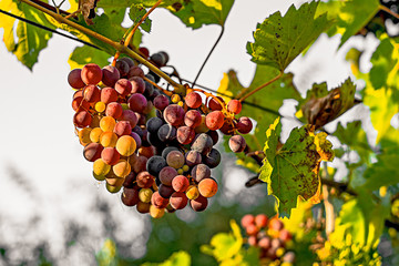 Grapes in vineyard