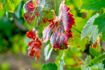 Grapes leaves in a sunny vineyard