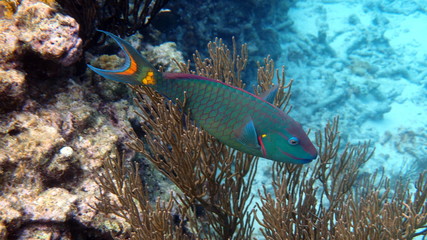Swimming parrot fish at bonaire