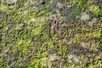 Green algae covers the sand on the beach