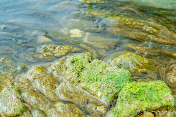 Green algae under water drawn by stream