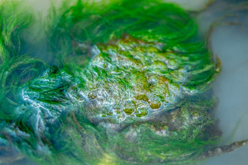 Green algae under water drawn by stream