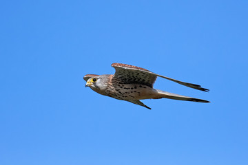 Common kestrel (Falco tinnunculus)
