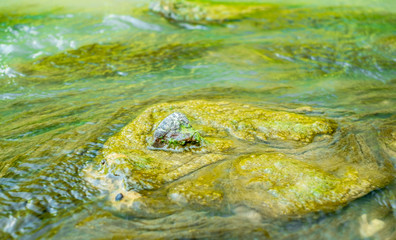 Green algae under water drawn by stream