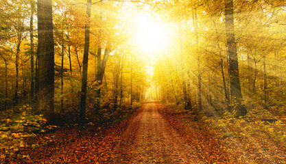 Sonniger Waldweg im Herbst - Sunny way in autumn forest © Jürgen Fälchle