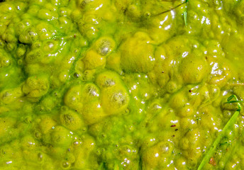 Green duckweed in water