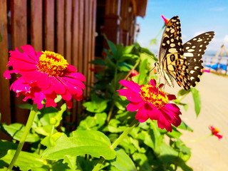 flower. butterfly on flower