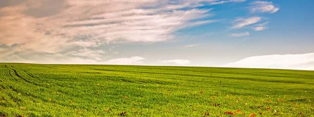 Green field and blue sky with clouds