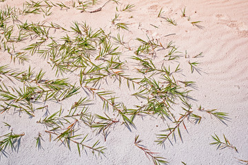 Green grass on white sand