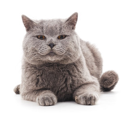 Grey cat.