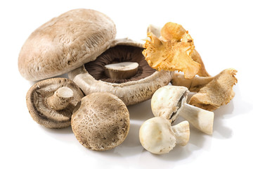 Fresh forest mushrooms. Isolated on white background