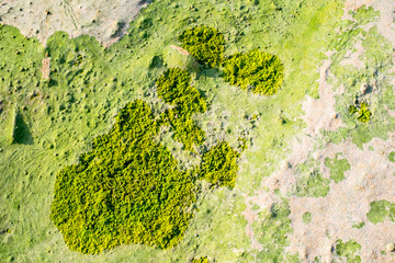 green seaweed on sand on sea shore, closeup view.