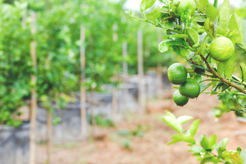 Lime tree with fruits closeup select focus