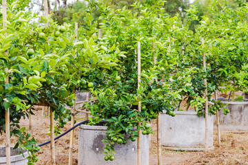 Lime tree with fruits closeup select focus