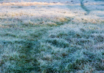 Beautiful winter nature with grass covered with snow and frost