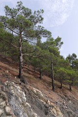 сосны растущие на склоне скал © Natali Arkhangelsk