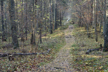 wooden bridge in the forest and park