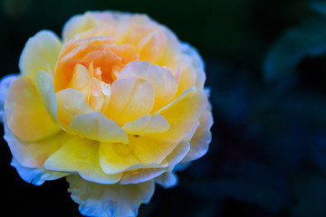Roses in garden on overcast day with raindrops