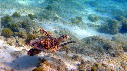 swimming hawksbill turtle