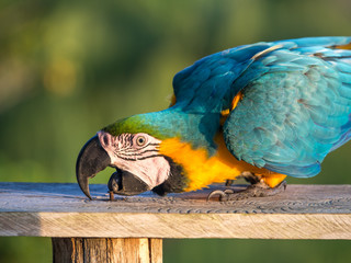 Parrot in the jungle