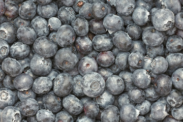 bog whortleberry