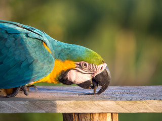 Parrot in the jungle