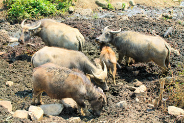 Water buffalos playing in the mud