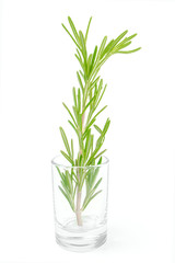 Twig of rosemary in small glass on a white background