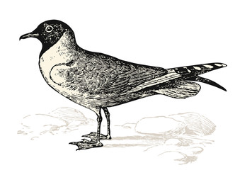 Naklejka premium vintage bird engraving / drawing: sea gull - retro vector design element