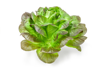 Fresh lettuce close-up isolated on white