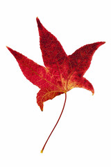 Red leaf of Liquidambar styraciflua.
Red leaf of Liquidambar on a white background.