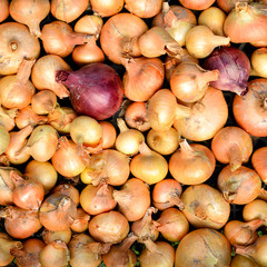 lot of bright beautiful bulb onions.