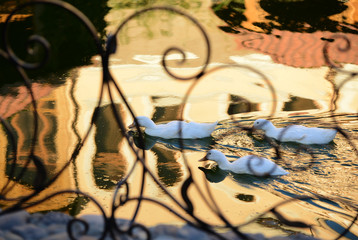 Obraz premium Wild geese in natural habitat, Armenia