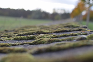 close-up of bricks with green moss