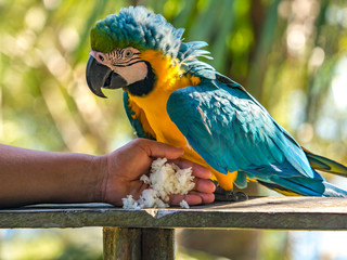 Parrot in the jungle