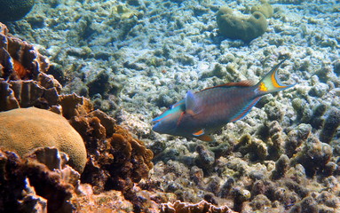 Feeding parrot fish