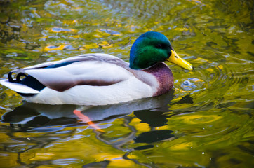 the duck bird in the water