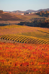 panorama agricolo di vigneti in piemonte