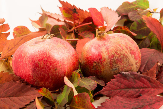 Melograni su foglie rosse 