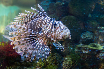 Zebra fish in the aquarium, Pterois volitans
