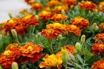 Background Of Flowers Tagetes, Orange