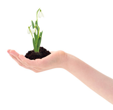 Hand holding a snowdrop sprout