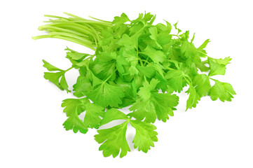 Cilantro herb isolated on white
