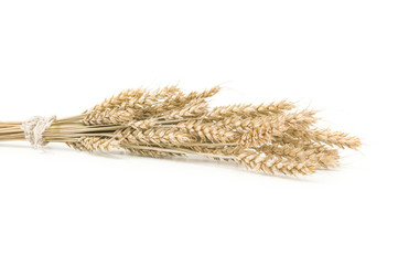 Wheat isolated on white close up