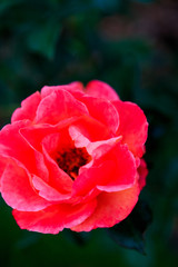 Roses in garden on overcast day with raindrops