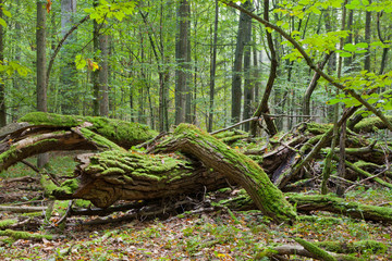 Autumnal deciduous stand with dead tree