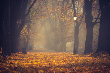 Autumn tree alley in the park on a foggy day in Krakow, Poland